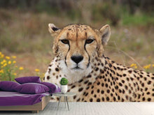 Laden Sie das Bild in den Galerie-Viewer, Fototapete Gepard XL