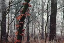 Laden Sie das Bild in den Galerie-Viewer, Fototapete Herbst Winter
