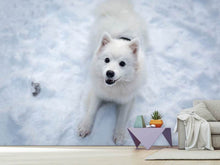 Laden Sie das Bild in den Galerie-Viewer, Fototapete Hunde Freude im Schnee