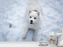 Laden Sie das Bild in den Galerie-Viewer, Fototapete Hunde Freude im Schnee
