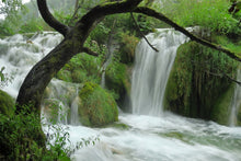 Laden Sie das Bild in den Galerie-Viewer, Fototapete Im Nationalpark