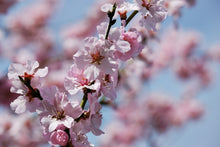 Laden Sie das Bild in den Galerie-Viewer, Fototapete Japanische Zierkirsche Close up