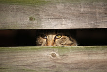 Laden Sie das Bild in den Galerie-Viewer, Fototapete Katze im Versteck