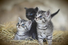 Laden Sie das Bild in den Galerie-Viewer, Fototapete Kitten Trio