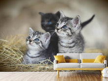 Laden Sie das Bild in den Galerie-Viewer, Fototapete Kitten Trio