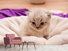 Laden Sie das Bild in den Galerie-Viewer, Fototapete Kitten zum Verlieben