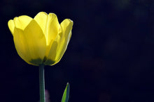 Laden Sie das Bild in den Galerie-Viewer, Fototapete Leuchtende Tulpe