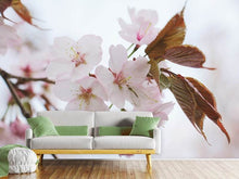 Laden Sie das Bild in den Galerie-Viewer, Fototapete Liebliche Japanische Zierkirsche