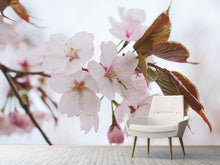 Laden Sie das Bild in den Galerie-Viewer, Fototapete Liebliche Japanische Zierkirsche