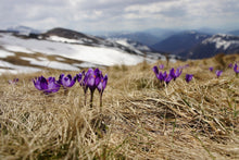 Laden Sie das Bild in den Galerie-Viewer, Fototapete Lila Krokus
