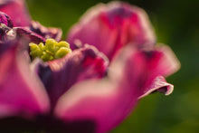 Laden Sie das Bild in den Galerie-Viewer, Fototapete Makro Tulpe in rot