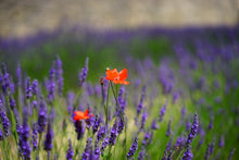 Laden Sie das Bild in den Galerie-Viewer, Fototapete Mohn im Lavendel