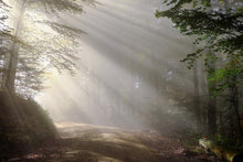 Laden Sie das Bild in den Galerie-Viewer, Fototapete Mystisches Licht im Wald