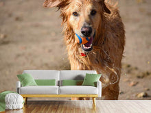 Laden Sie das Bild in den Galerie-Viewer, Fototapete Nasser Hund