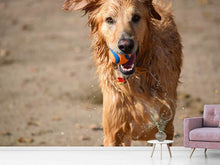 Laden Sie das Bild in den Galerie-Viewer, Fototapete Nasser Hund