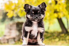 Laden Sie das Bild in den Galerie-Viewer, Fototapete Niedliche Chihuahua Welpe