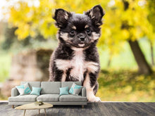 Laden Sie das Bild in den Galerie-Viewer, Fototapete Niedliche Chihuahua Welpe