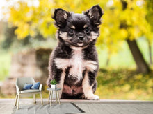 Laden Sie das Bild in den Galerie-Viewer, Fototapete Niedliche Chihuahua Welpe
