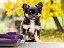 Laden Sie das Bild in den Galerie-Viewer, Fototapete Niedliche Chihuahua Welpe