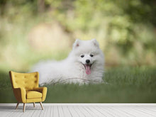 Laden Sie das Bild in den Galerie-Viewer, Fototapete Niedliche Spitz Welpe