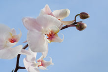 Laden Sie das Bild in den Galerie-Viewer, Fototapete Orchidee im Himmel