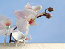 Laden Sie das Bild in den Galerie-Viewer, Fototapete Orchidee im Himmel