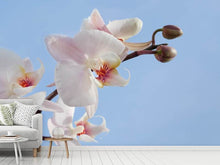 Laden Sie das Bild in den Galerie-Viewer, Fototapete Orchidee im Himmel