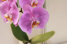 Laden Sie das Bild in den Galerie-Viewer, Fototapete Orchideen mit lila Blüten in XL