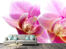 Laden Sie das Bild in den Galerie-Viewer, Fototapete Prächtige Phalaenopsis