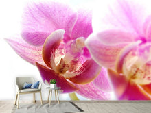 Laden Sie das Bild in den Galerie-Viewer, Fototapete Prächtige Phalaenopsis