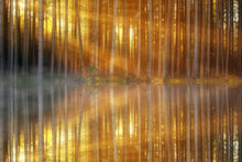 Laden Sie das Bild in den Galerie-Viewer, Fototapete Romantische Stimmung im Wald