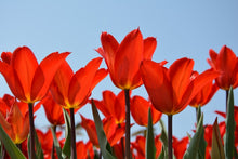 Laden Sie das Bild in den Galerie-Viewer, Fototapete Rote Tulpen XL
