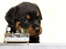 Laden Sie das Bild in den Galerie-Viewer, Fototapete Rottweiler Welpe zum Verlieben