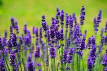 Laden Sie das Bild in den Galerie-Viewer, Fototapete Schöner Lavendel