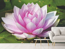 Laden Sie das Bild in den Galerie-Viewer, Fototapete Seerose in rosa