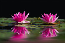 Laden Sie das Bild in den Galerie-Viewer, Fototapete Seerosen Duo in pink