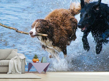 Laden Sie das Bild in den Galerie-Viewer, Fototapete Spielende Hunde