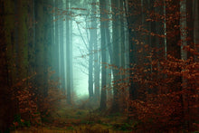 Laden Sie das Bild in den Galerie-Viewer, Fototapete Stimmung im Wald