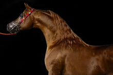 Laden Sie das Bild in den Galerie-Viewer, Fototapete Stolzes Pferd