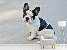Laden Sie das Bild in den Galerie-Viewer, Fototapete Süsse Französische Bulldogge