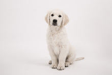 Laden Sie das Bild in den Galerie-Viewer, Fototapete Süsse Golden Retriever Welpe