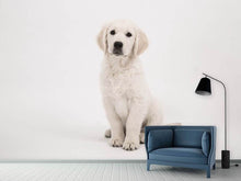 Laden Sie das Bild in den Galerie-Viewer, Fototapete Süsse Golden Retriever Welpe