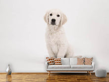 Laden Sie das Bild in den Galerie-Viewer, Fototapete Süsse Golden Retriever Welpe
