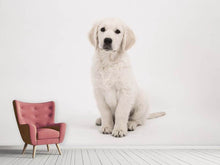 Laden Sie das Bild in den Galerie-Viewer, Fototapete Süsse Golden Retriever Welpe