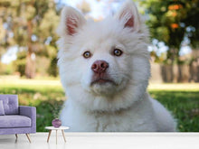 Laden Sie das Bild in den Galerie-Viewer, Fototapete Süsse Hundeschnautze
