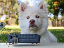 Laden Sie das Bild in den Galerie-Viewer, Fototapete Süsse Hundeschnautze