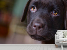 Laden Sie das Bild in den Galerie-Viewer, Fototapete Süsse Labrador Welpe