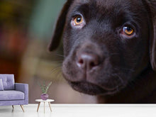 Laden Sie das Bild in den Galerie-Viewer, Fototapete Süsse Labrador Welpe