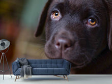 Laden Sie das Bild in den Galerie-Viewer, Fototapete Süsse Labrador Welpe