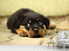 Laden Sie das Bild in den Galerie-Viewer, Fototapete Süsse Rottweiler Welpe